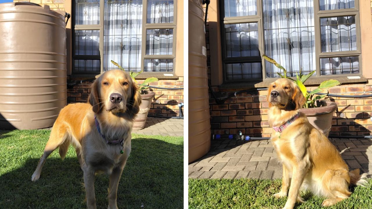 Kiara, female Golden Retriever in our breeding program